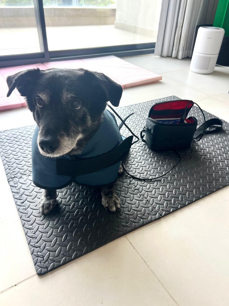 Small black dog wearing a therapy wrap during a canine physiotherapy session at home