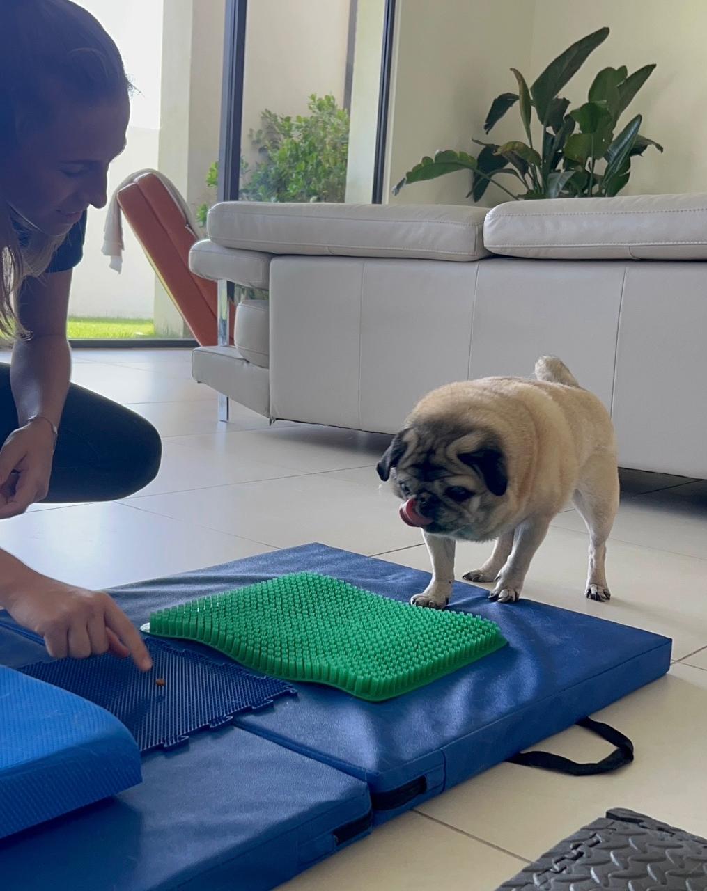 Catherine guiding a pug over sensory mats during a canine physiotherapy session at home