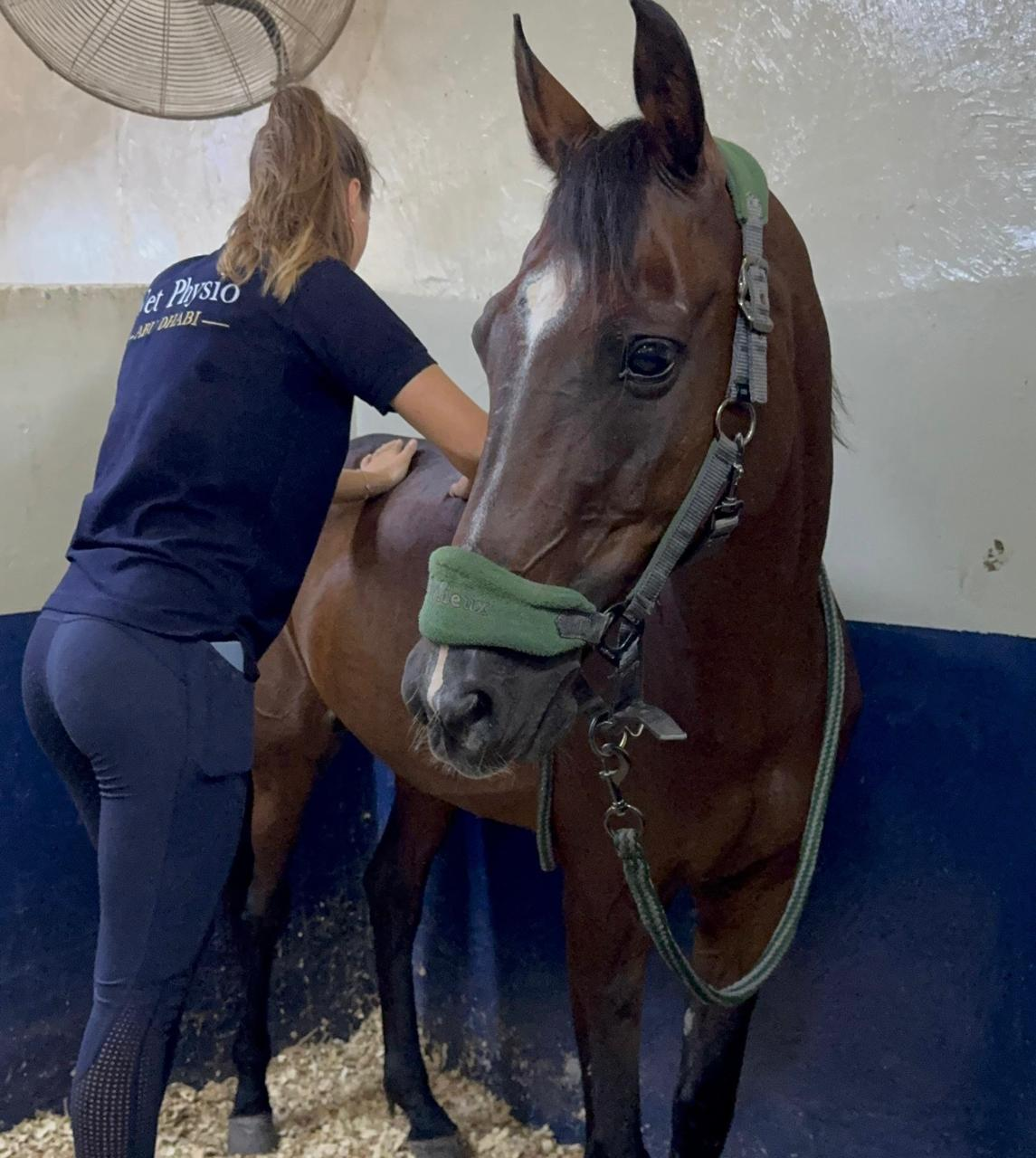 Catherine massaging a bay horse's back during an equine physiotherapy session in a stable