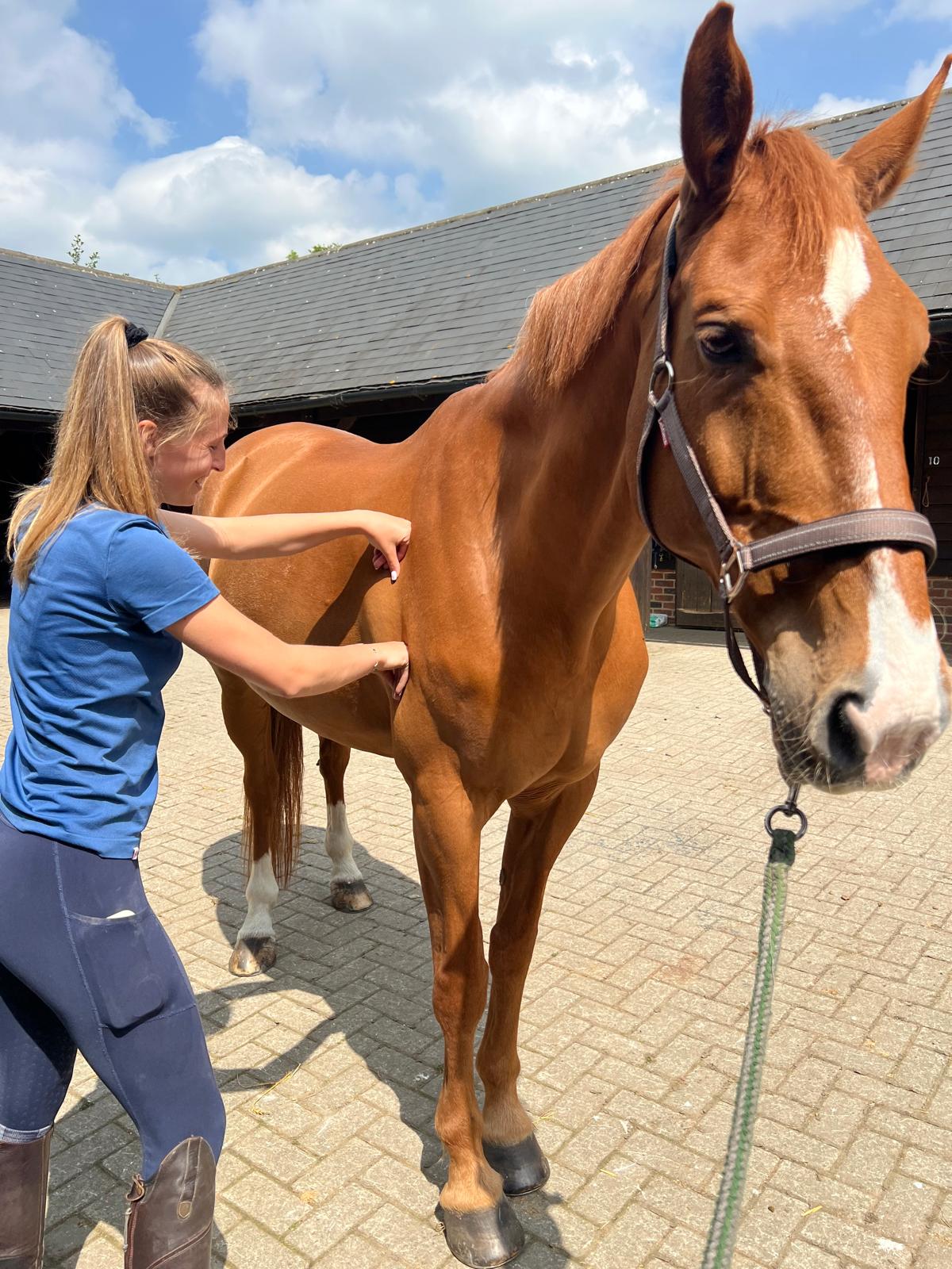 Equine veterinary physiotherapy treatment